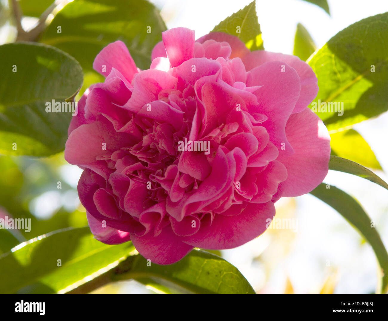Camellia `Anticipation` peony form Stock Photo